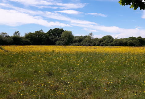 Mesotrophic Grasslands